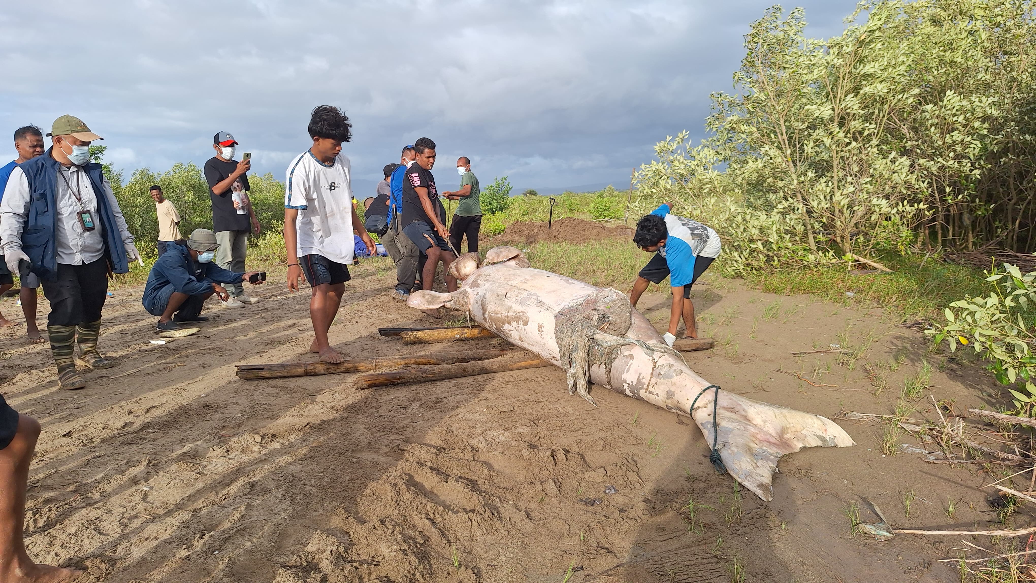 Dugong terdampar di TWAL Teluk Kupang, Desa Tanah Merah, Kecamatan Kupang Tengah, Kabupaten Kupang