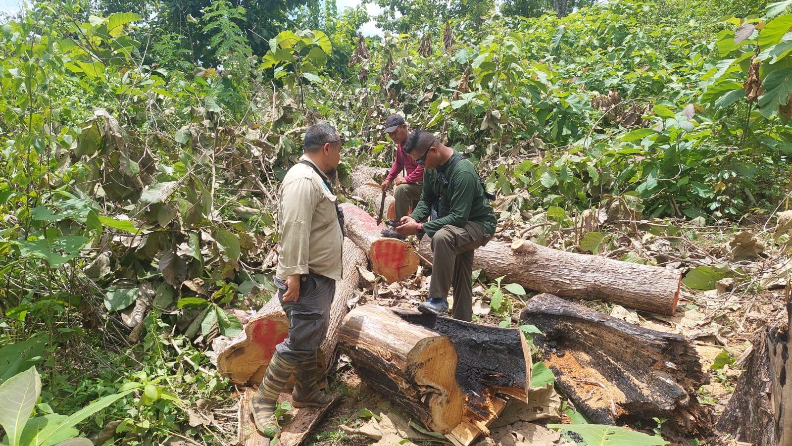 PETUGAS BBKSDA NTT BERHASIL MENGGAGALKAN AKTIVITAS ILLEGAL LOGGING DI KAWASAN HUTAN BIPOLO
