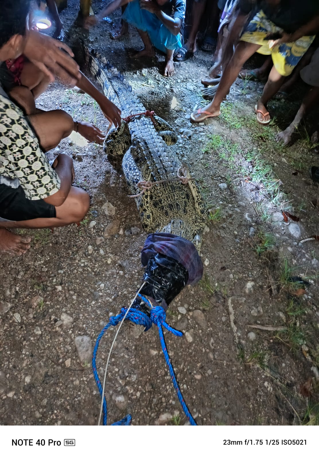 Tim BBKSDA NTT Berhasil Tangkap Buaya Muara di Kali Manusak, Kupang Timur