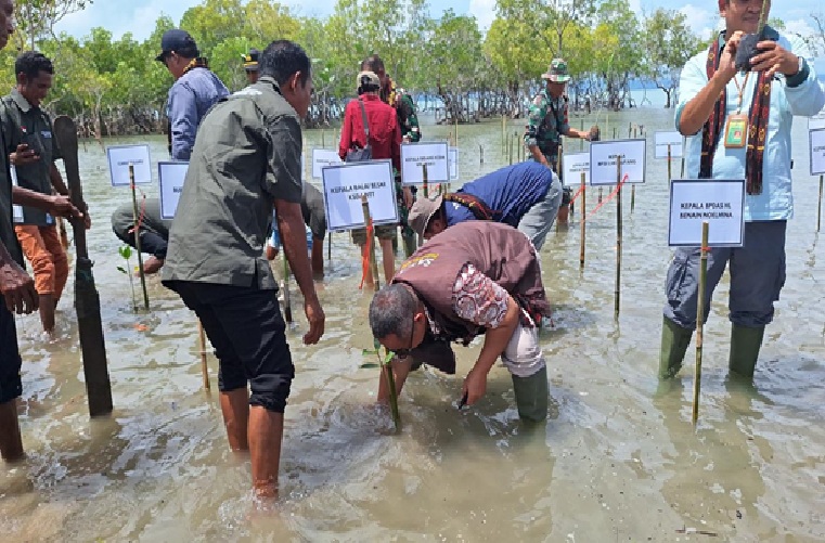 BALAI BESAR KSDA NTT MENGGELAR PENANAMAN MANGROVE DI PANTAI BERINGIN DALAM RANGKA HARI BAKTI RIMBAWAN