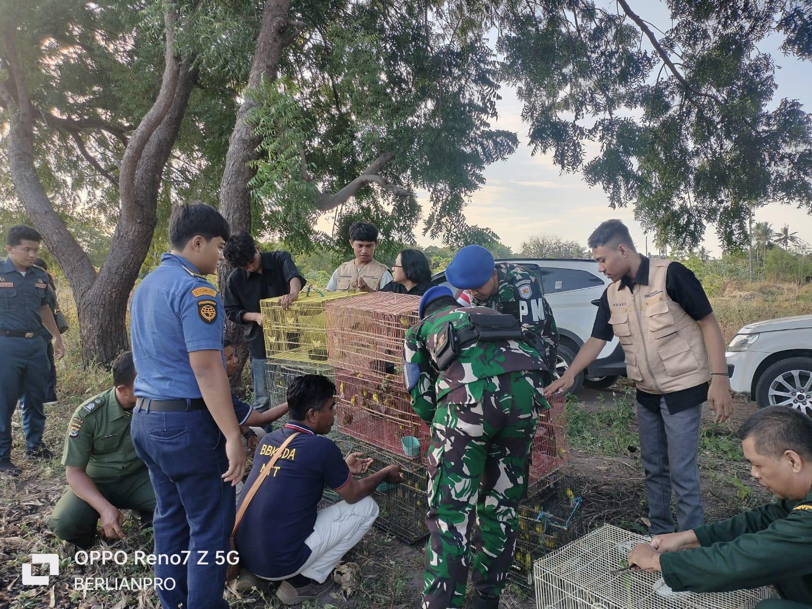 Tim Gabungan Gagalkan Upaya Percobaan Pengangkutan Satwa Liar Dilindungi  melalui Pelabuhan Lorens Say Maumere, Kabupaten Sikka Nusa Tenggara Timur