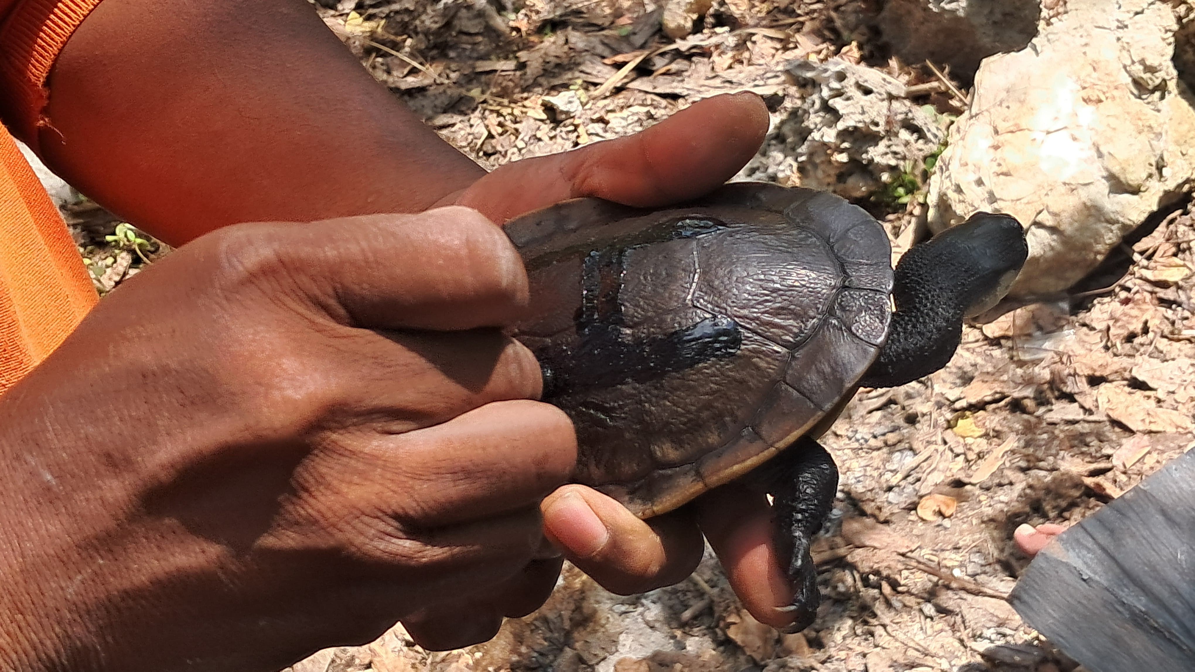 Morfometri terhadap sembilan ekor kura-kura ular Rote