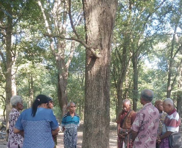 Ritual Banu Asam: Kearifan Lokal Oebelo untuk Lindungi Alam