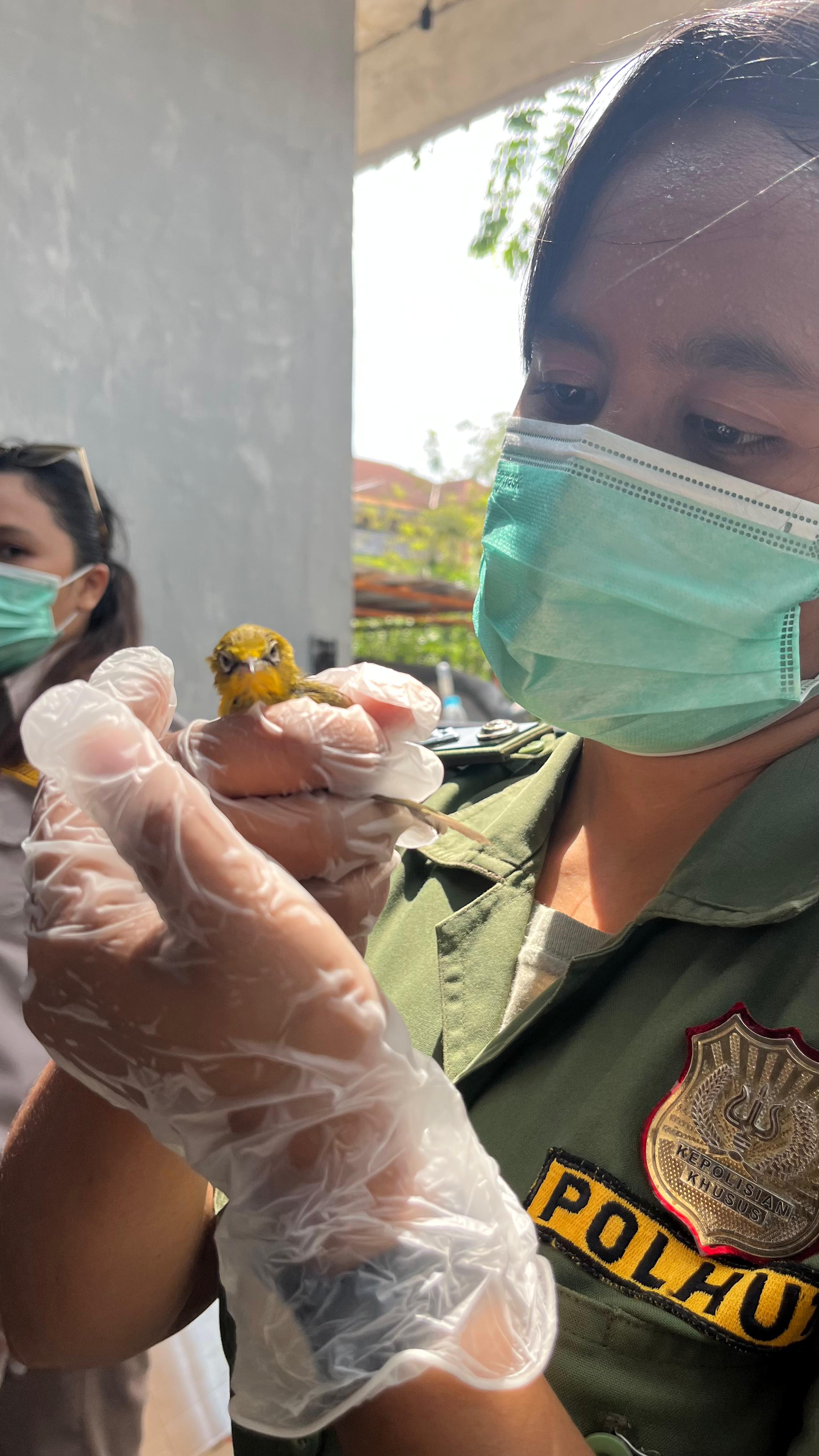 Tentang Ralat Jenis Burung pada Siaran Pers Nomor: KT.25/K.5/BKW II/KSA.02.01/B/08/2025