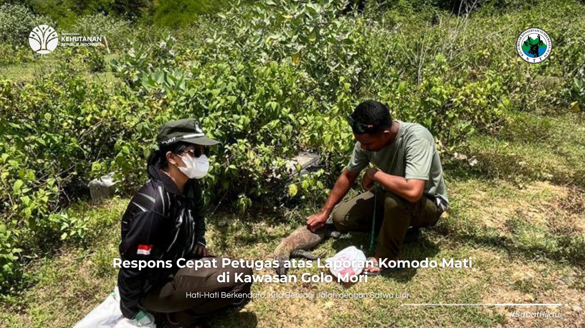 Petugas Resort Amankan Bangkai Komodo yang Ditemukan Mati di Ruas Jalan Kampung Kenari, Golo Mori