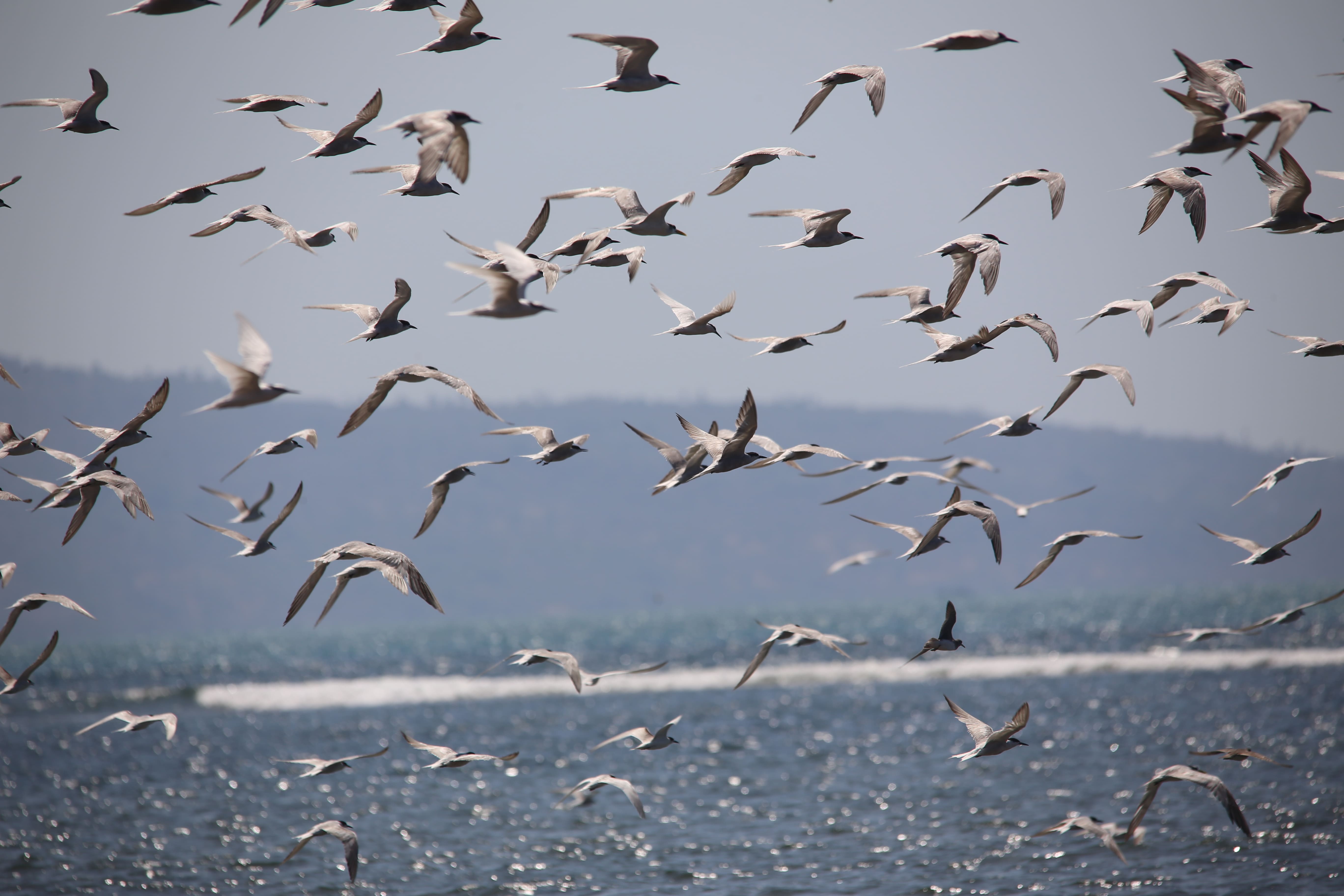 <div>Beberapa jenis fauna yang dijumpai pada Kawasan CA Ndeta Kelikima  seperti:</div><ol><li>Burung Nuri (<em>Lorius domicella</em>), </li><li>Elang (<em>Elanus Sp</em>), </li><li>Babi hutan(<em>Sus vitasus</em>), </li><li>Ayam hutan (<em>Gallus gallus</em>), </li><li>Kera (<em>Macaca fascicularis</em>), </li><li>Serindit Flores (<em>Loriculus flosculus</em>), </li><li>Burung Puyuh (<em>Turnix suscitator</em>), </li><li>Burung Perkici dada kuning (<em>Trichoglossus haematodus</em>), </li><li>Seriwang Asia (<em>Terpsiphone paradisi</em>), </li><li>Sesap Madu (<em>Nectarinia jugularis</em>), </li><li>Landak (<em>Hystrix javanica</em>), </li><li>Musang (<em>Paradoxurus hermaphroditus</em>), dan </li><li>Tupai (<em>Scandentia</em>).</li></ol>
