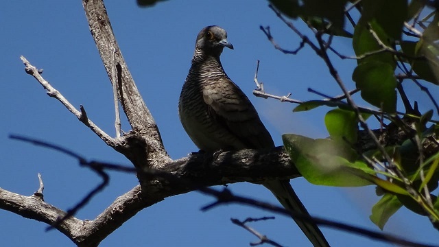 <div>Jenis-Jenis fauna yang ditemukan dalam kawasan ini adalah: </div><ol><li>Rusa Timor (<em>Russa timorensis</em>), </li><li>Komodo (<em>Varanus komodoensis</em>), </li><li>Monyet Ekor Panjang (<em>Macaca fascicularis</em>), </li><li>Biawak Salvator (<em>Varanus salvator</em>), </li><li>Babi Hutan (<em>Sus vitatus</em>), </li><li>Ayam Hutan (<em>Gallus gallus</em>), </li></ol><div>Serta berbagai jenis burung yaitu:</div><ol><li>Nuri (<em>Lorius domicella</em>), </li><li>Beo Flores (<em>Gracula religiosa</em>), </li><li>Burung Puyuh (<em>Turnix suscitator</em>), dan </li><li>Perkici Dada Kuning (<em>Trichoglosus haematodus</em>).</li></ol>