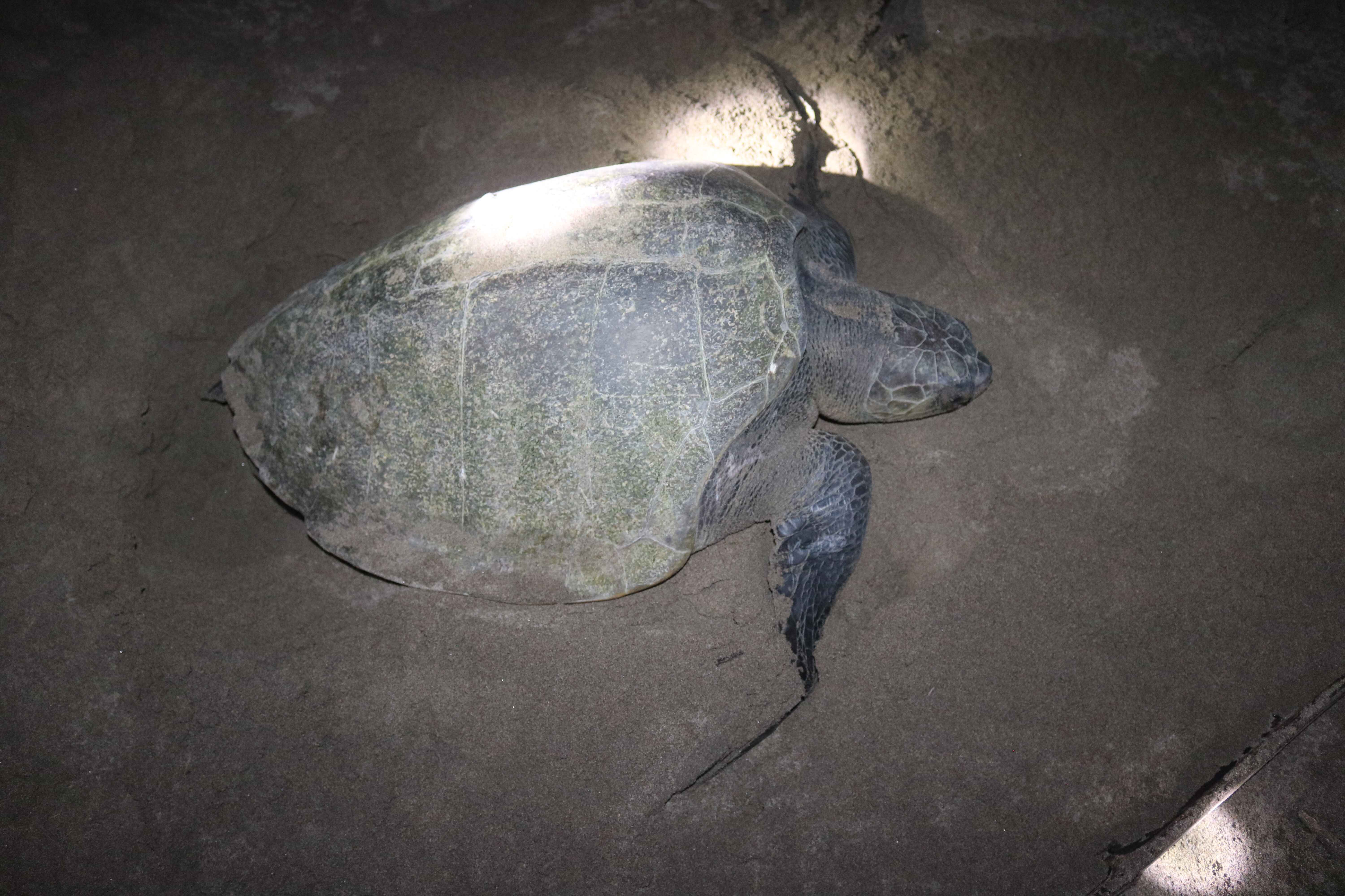 <div>Jenis fauna yang umum ditemukan di Taman Buru Dataran Bena adalah jenisi aves, reptil dan mamalia. Beberapa jenis satwa liar yang dilindungi yang ditemukan pada kawasan Taman Buru Bena saat ini antara lain  buaya muara (Crocodylus porosus), penyu lekang (Lepidochelys olivacea) pecuk ular asia (Anhingia melanogaster),  kuntul besar (Egretta alba), pelikan (Pelicanus sp) serta beberapa jenis aves lainnya.</div>