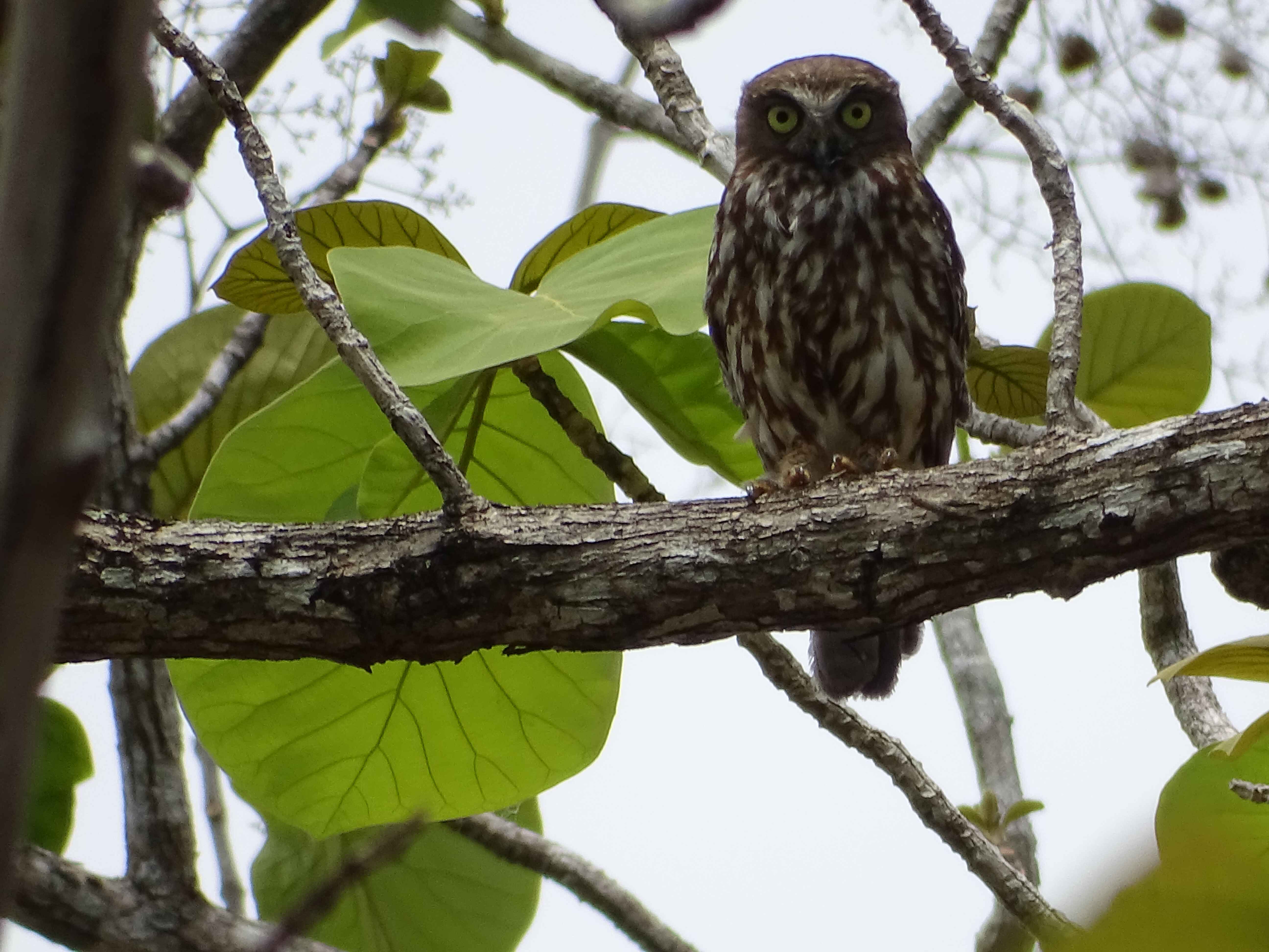 <div>Potensi fauna yang ada di SM Kateri terutama satwa kunci sudah sulit ditemui, hal tersebut dikarenakan hutan alam campuran yang tersisa sudah sangat sedikit hanya tersisa 20-30% dari luas kawasan. Beberapa satwa kunci seperti Rusa timor dan Kuskus keberadaanya masih ada walaupun sudah jarang ditemui, dimana Rusa timor hanya dijumpai jejak dan kotorannya saja. Satwa lain yang keberadaannya masih sering dijumpai yaitu jenis-jenis burung dan ular. Beberapa jenis burung yang dijumpai diantaranya Elang, Koakiu, Merpati Hutan, Tekukur, Sesap madu, Ekor Kipas, Perkutut, Merpati, Balan dan Raja Udang.</div>